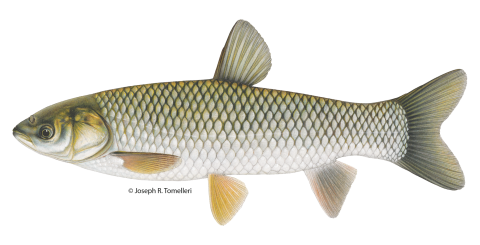 Copyrighted Joseph R. Tomelleri illustration of a grass carp with large olive-brown scales, no scales on the head, and eyes centered on a flattened head with an oblong body.