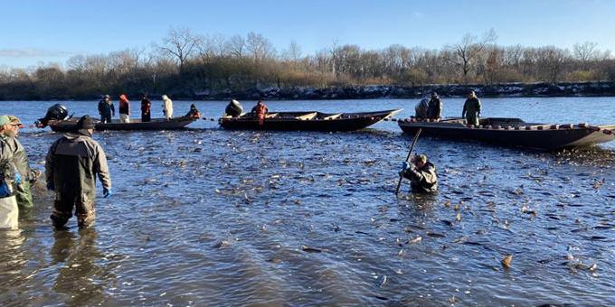 Illinois Department of Natural Resources invasive carp removal effort on the Upper Illinois River.