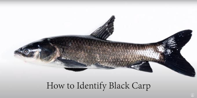 A black carp sits on a white background with text reading "How to Identify Black Carp".