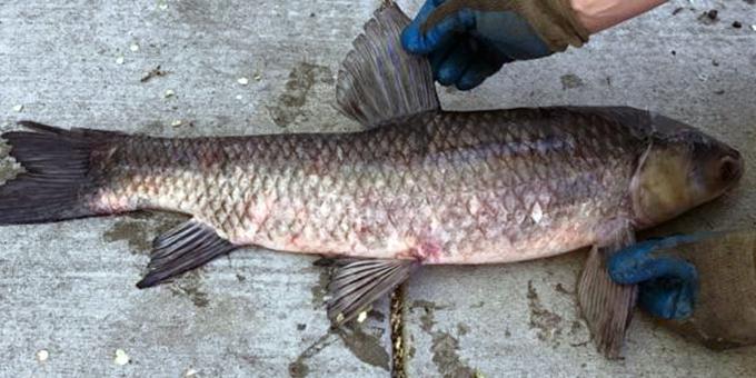 A dark-colored black carp laying on cement. Hands hold out the fish's fins.