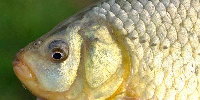 Close up of a golden colored fish head.