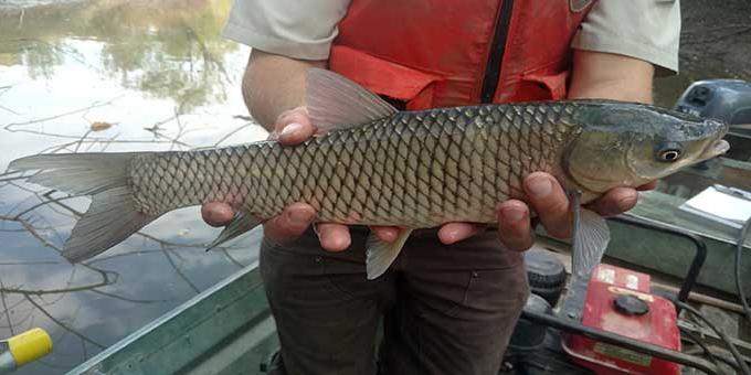 Hands holding a grass carp.
