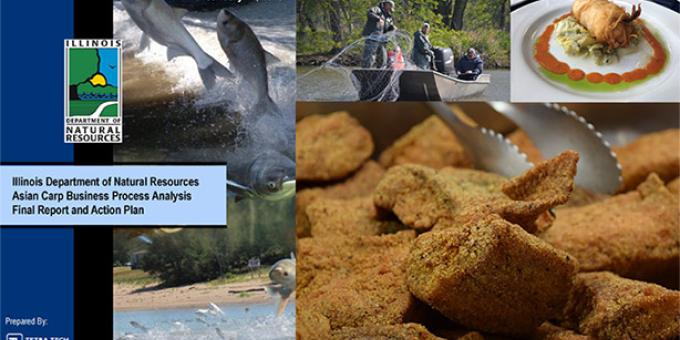 A collage including the cover of the Asian Carp Business Process Analysis and Action Plan featuring jumping silver carp and prepared fish meals. Courtesy of Illinois Department of Natural Resources.