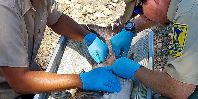 Two biologists in medical gloves lean over a large fish.