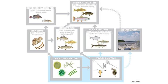 A graphic of a the Lake Erie food web when invasive carp are included.