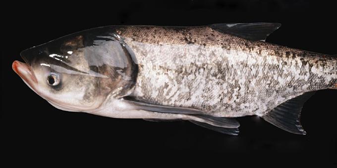 Bighead carp against a black background.
