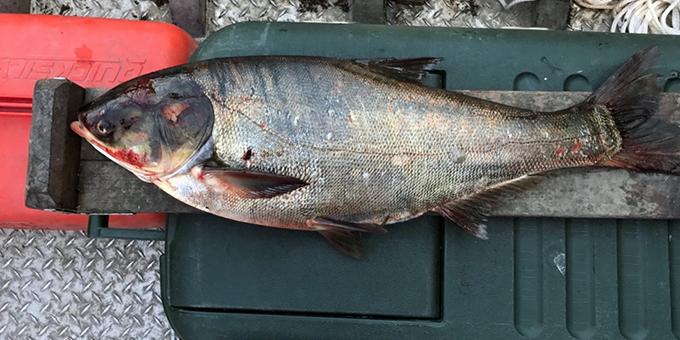 A dusky colored fish sits on a measuring board on a cooler.