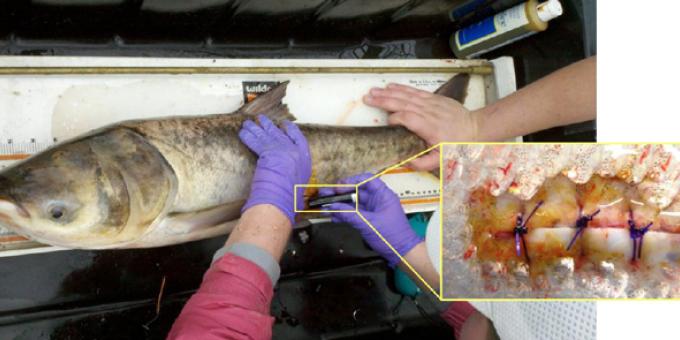 Hands holding an invasive carp as a transmitter is implanted with a close up view of the acoustic transmitter.