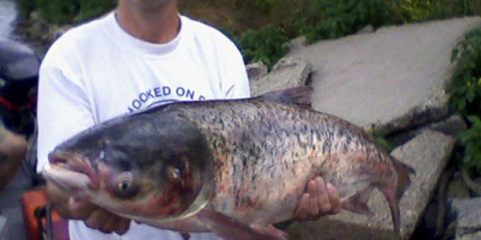 A person hold a carp in outstretched arms.