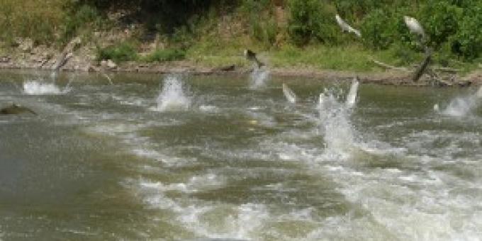 A boat motor in the foreground with jumping fish behind it.