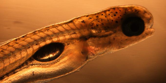 Larval silver carp.