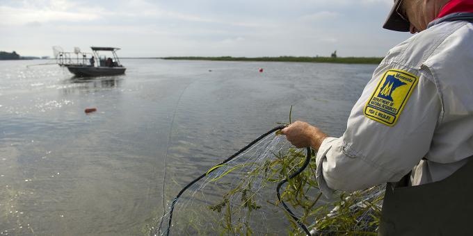 Biologist with a Minnesota DNR patch on their sleeve pulls a fishing net into a boat.
