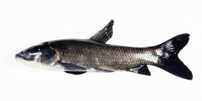An adult black carp in profile against a white background.