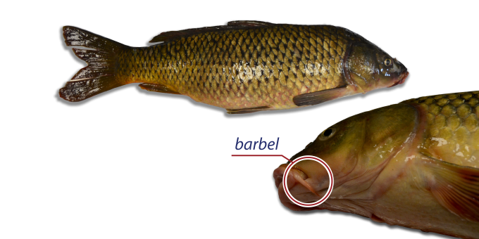 The profile of a common carp on a white background alongside a labeled close-up of a barbel.