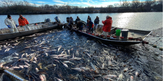 People in a boat with fishing nets hanging over the side filled with carp.