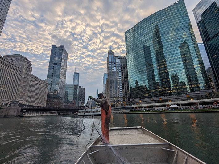 An Illinois Department of Natural Resources-contracted fishing crew sets gill nets in the Chicago River to sample for invasive carp