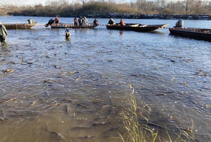 Illinois Department of Natural Resources invasive carp removal effort on the Upper Illinois River.