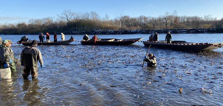 Illinois Department of Natural Resources invasive carp removal effort on the Upper Illinois River.