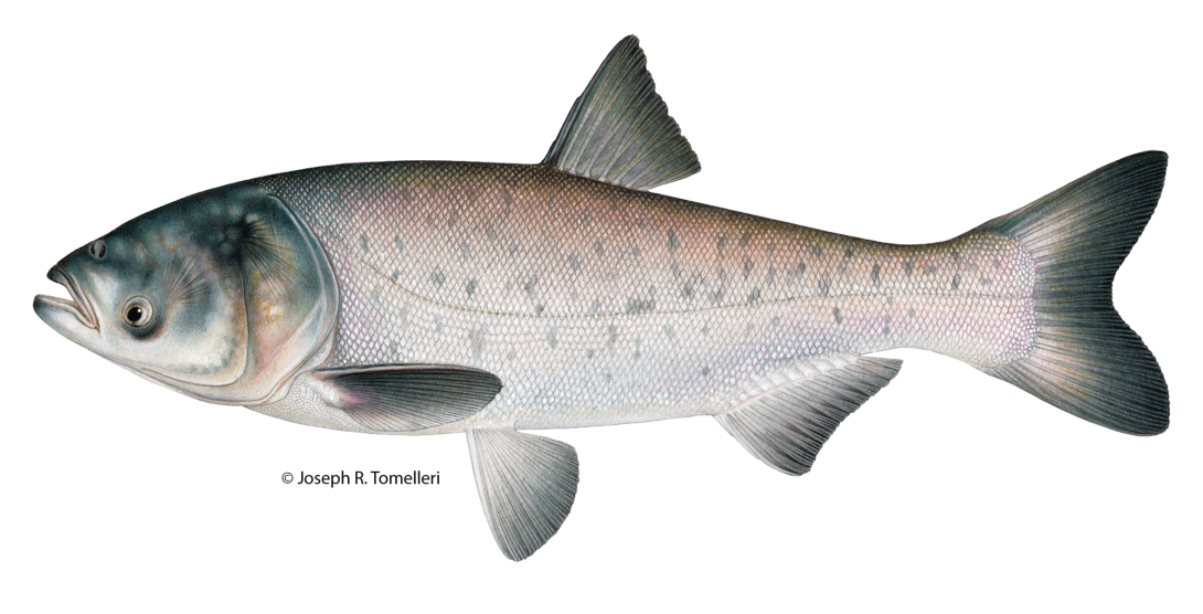 Joseph Tomelleri illustration of a bighead carp with silver scales and dark blotches along the back, no scales on the head, low set eyes, downward slanting mouth and a keel that extends partway along belly.