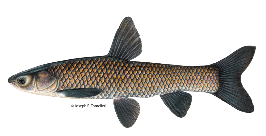 Copyrighted Joseph R. Tomelleri illustration of a black carp with dark large scales, no scales on the head and a pointy shaped face.