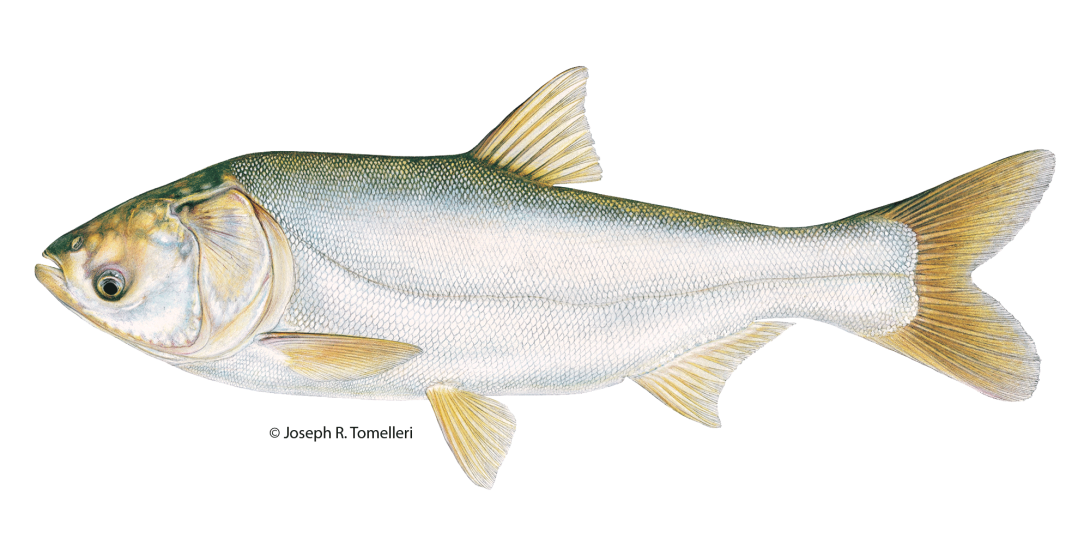 Copyrighted Joseph R. Tomelleri illustration of a silver carp with small silver scales, no scales on the head, low set eyes, downward slanting mouth and a keel that extends to the throat.