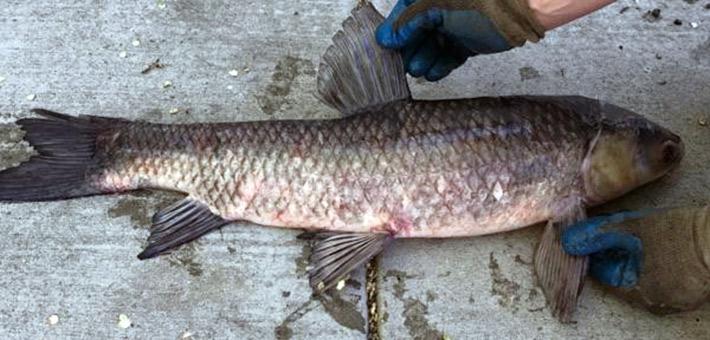 A dark-colored black carp laying on cement. Hands hold out the fish's fins.