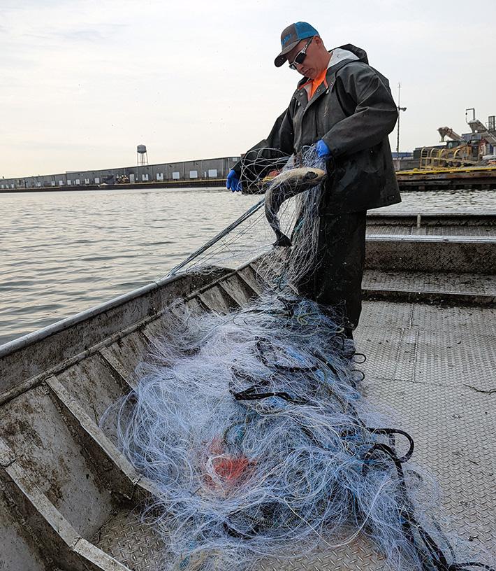 A person in a metal, flat-bottom boat removing a fish from a net.