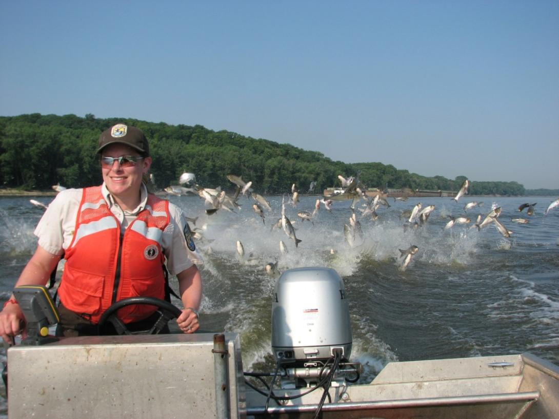 A U.S. Fish and Wildlife Service staff member driving a motorboat with a hoard of silver carp jumping out of the water in the background.