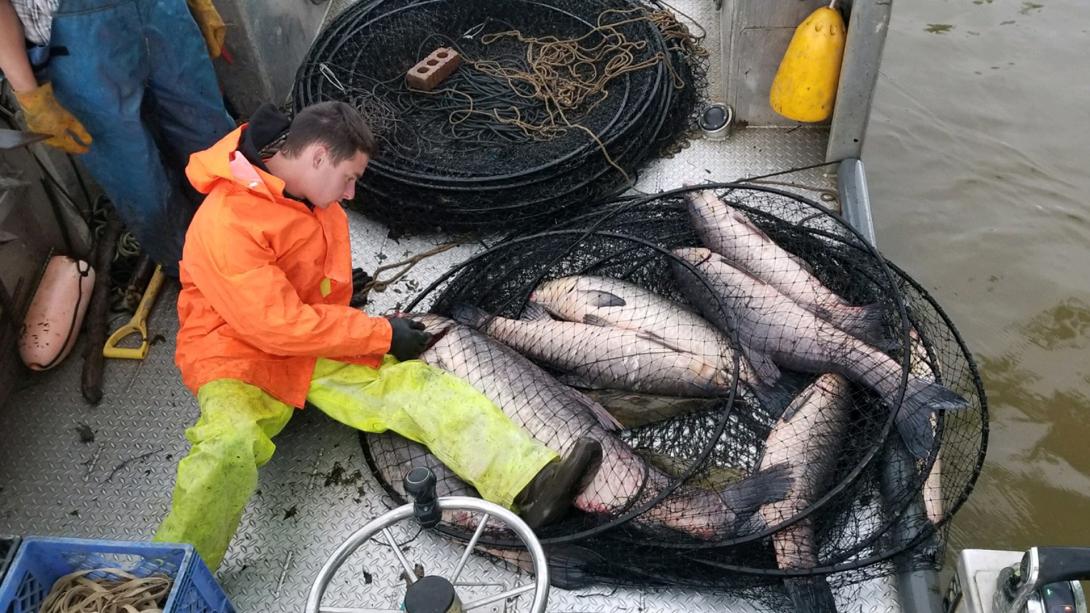 A man sits on a boat deck examining a large fishing net of black carp. One carp is the length of his leg.