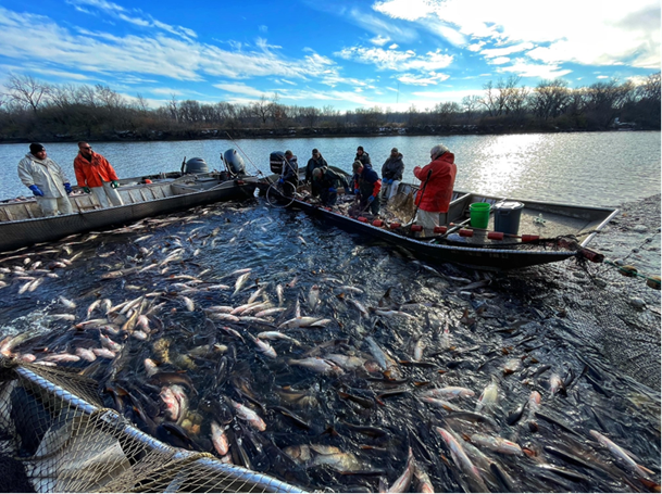 People in a boat with fishing nets hanging over the side filled with carp.