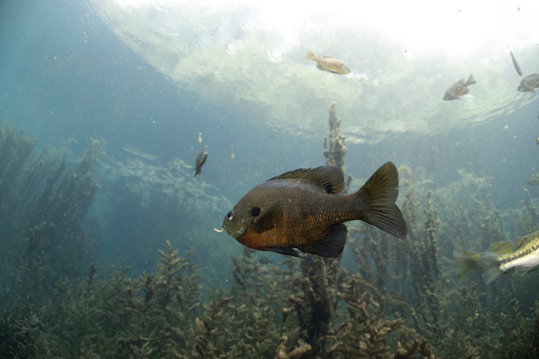 Bluegill underwater.